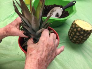 Pineapple_SMorgan_HorticulturalTherapyInstitute