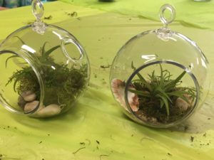 Tillandsia_air_plant_SMorgan