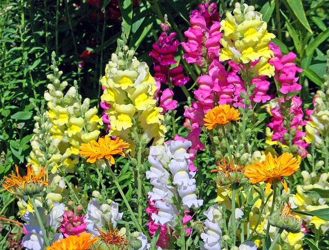 Seasonal annuals like snapdragons add striking color to the garden.