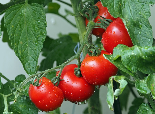 Edible plants like tomatoes encourage clients to sample the fruits of their labor.