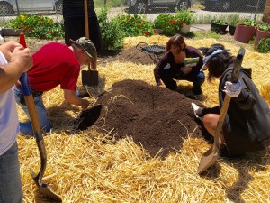 Building hills for the 3 sisters garden