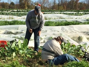 Maintaining the garden space throughout the summer